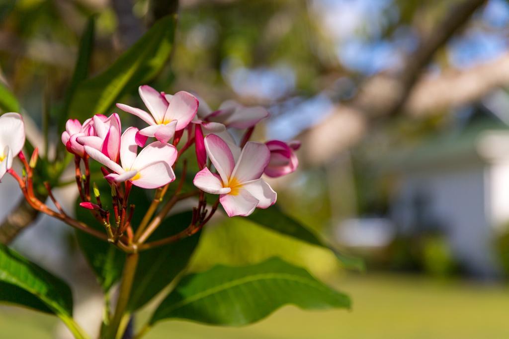 בקתה D'anse Forbans Selfcatering *